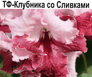 ТФ-Клубника со Сливками