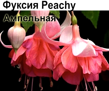 Фуксия Peachy ампель