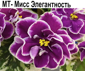 МТ-Мисс Элегантность (Тотиева)