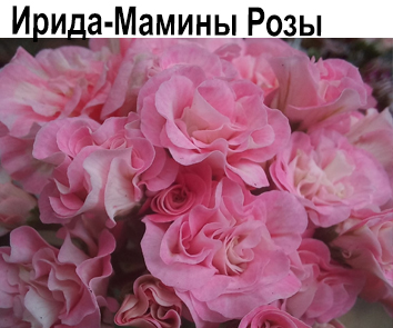 Пеларгония розебудная Ирида Мамины Розы