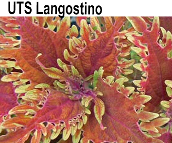 Колеус Langostino  НОВИНКА КАТАЛОГА