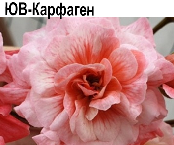 Пеларгония розебудная ЮВ-Карфаген  НОВИНКА КАТАЛОГА