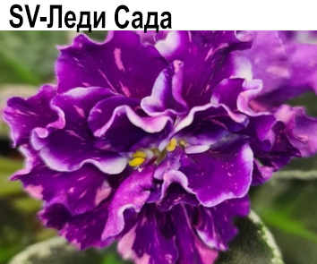 SV- Леди Сада (Суворова С) НОВИНКА КАТАЛОГА