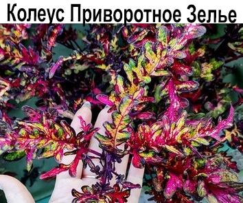 Колеус Приворотное Зелье  НОВИНКА КАТАЛОГА