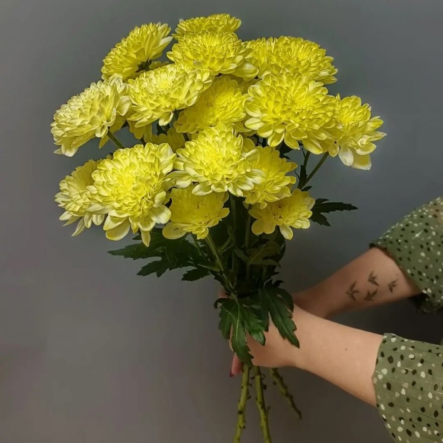 Хризантема кустовая лимонная