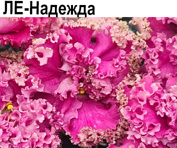 ЛЕ-Надежда (Лебецкая)