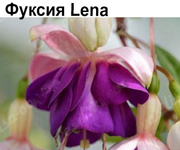 Фуксия Lena  амп.
