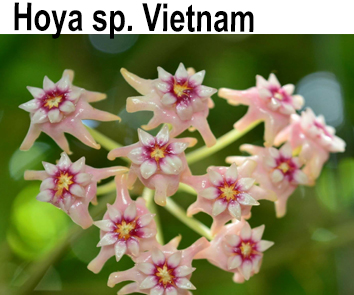 Хойя  sp.Vietnam  НОВИНКА КАТАЛОГА