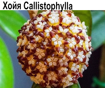 Хойя Callistophylla  НОВИНКА КАТАЛОГА