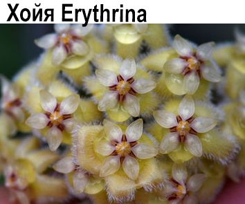 Хойя Erythrina  НОВИНКА КАТАЛОГА