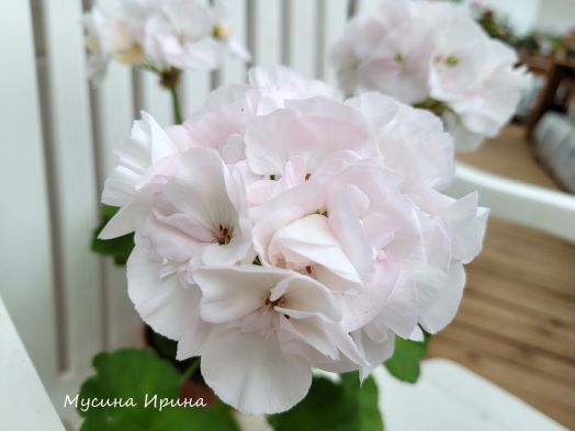 Highfield's Candy Floss № 0183