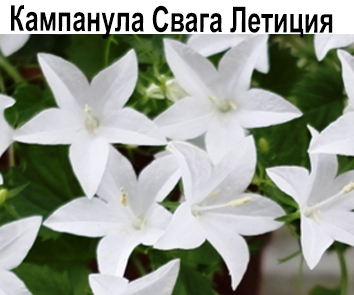 ампанула Свага Летиция белая
