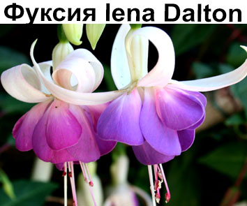 Фуксия Lena Dalton куст