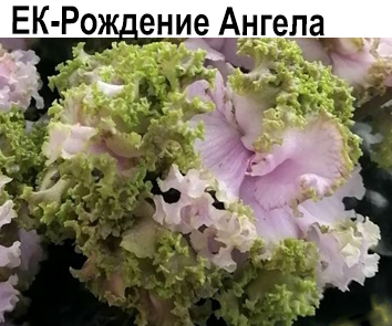 ЕК-Рождение Ангела (Коршунова)  НОВИНКА КАТАЛОГА