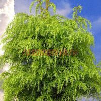 Криптомерия японская Элеганс Виридис (Cryptomeria japonica Elegans Viridis)