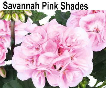 Пеларгония зональная Savannah Pink Shades