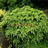 Тсуга канадская Джедделох (Tsuga canadensis Jeddeloh)