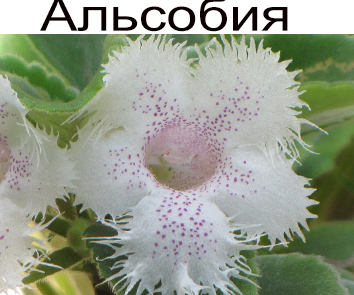 Альсобия  НОВИНКА КАТАЛОГА
