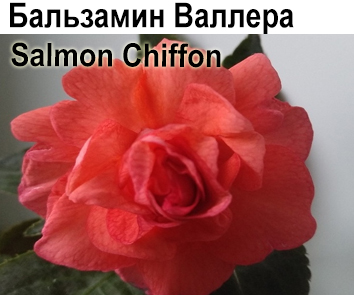 Бальзамин Валлера Salmon Shifon