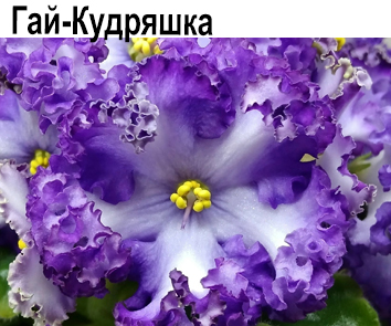 Гай-Кудряшка (О.Гай)  НОВИНКА КАТАЛОГА