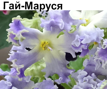 Гай-Маруся (О.Гай)  НОВИНКА КАТАЛОГА