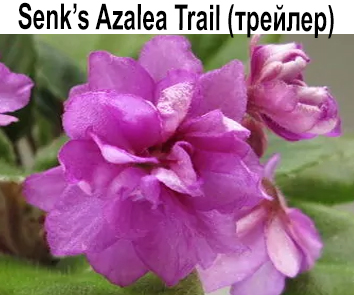 Senk's Azalea Trail