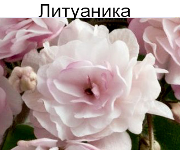 Литуаника (Ф. Бутене) полумини-трейлер