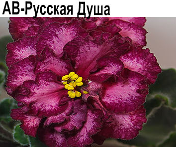 АВ-Русская Душа