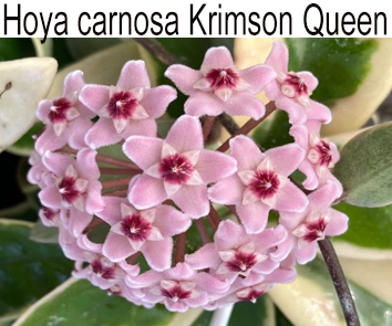 Хойя carnosa Krimson Queen variegata  НОВИНКА КАТАЛОГА