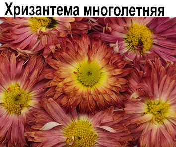 Хризантема корейская зимующая Бронза Баттерфляй