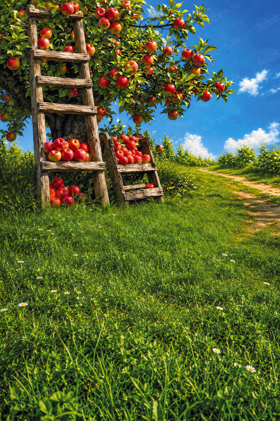 Фон стена "Summer wall №54"