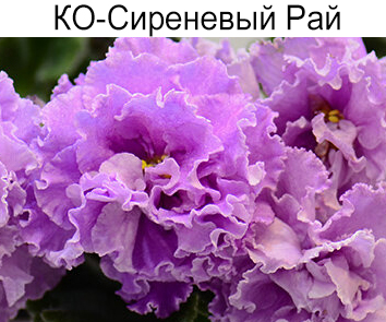 КО-Сиреневый Рай (Кособокова)