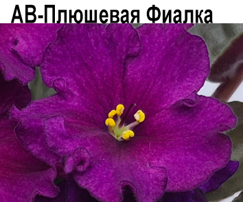 АВ-Плюшевая Фиалка  НОВИНКА КАТАЛОГА