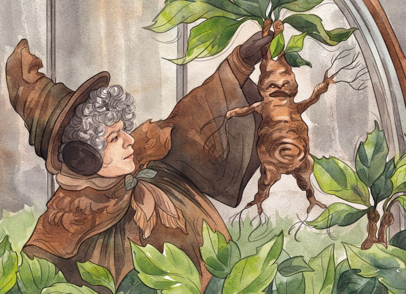 Корень мандрагоры