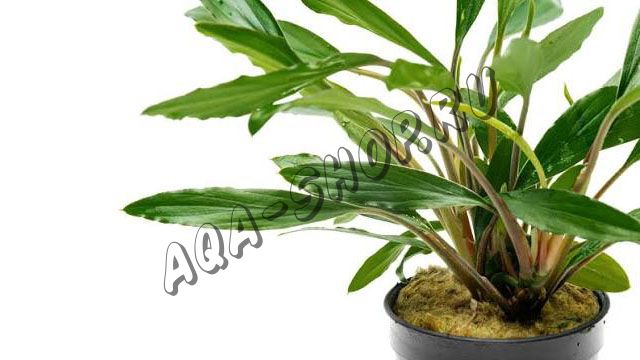 Хомаломена "Секадау Саут" (Homalomena sp. "Sekadau South")