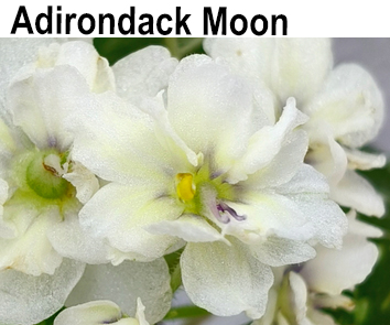Adirondack Moon  (LLG/Sorano S.)  НОВИНКА КАТАЛОГА