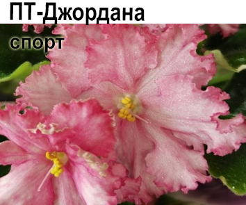 ПТ-Джордана спорт (Пугачева)  НОВИНКА КАТАЛОГА
