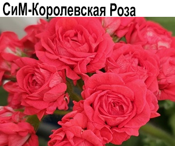 Пеларгония розебудная СиМ-Королевская Роза