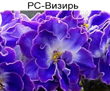 РС-Визирь (Репкина)