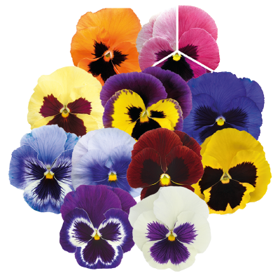 Виола Виттрока (Viola wittrockiana) Inspire Plus Blotch Mix, 100 семян