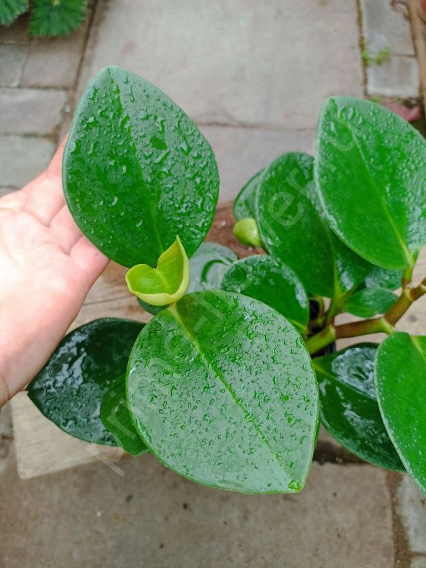 Пеперомия Магнолиелистная