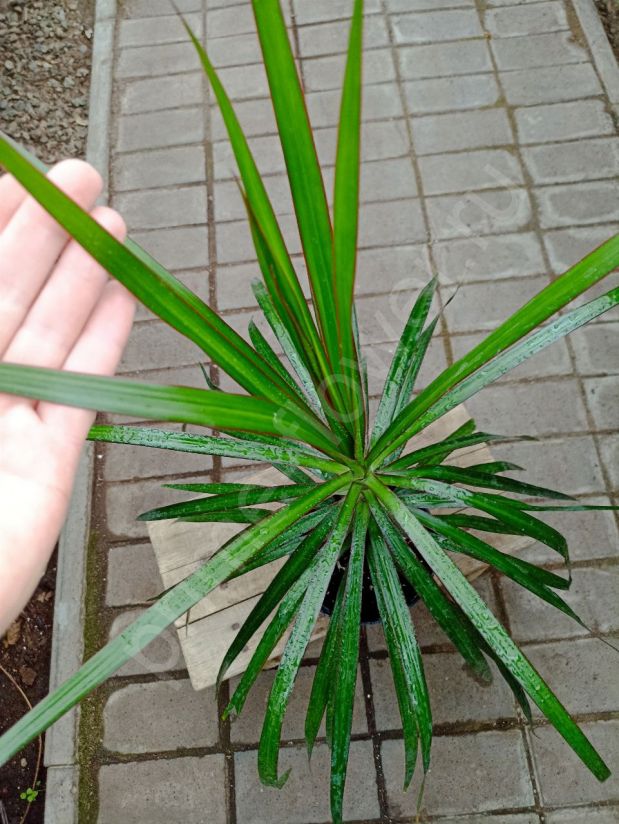 Драцена Маргината