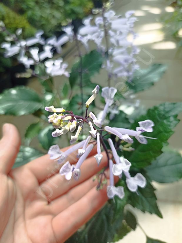 Плектрантус Мона Лавандер