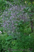 Василистник Делавая / Thalictrum delavayi