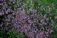 Василистник Делавая / Thalictrum delavayi