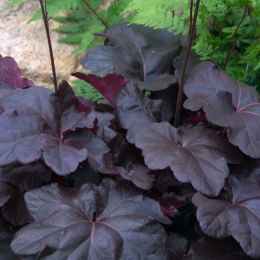 Гейхера Обсидиан (Heuchera Obsidian)
