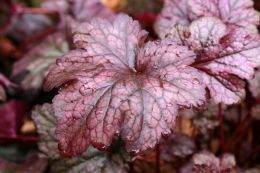 Гейхера Плам Пуддинг (Heuchera Plum Pudding)