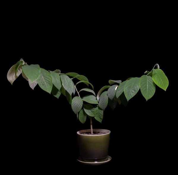 Черимойя «дерево мороженого» (Annona cherimola)