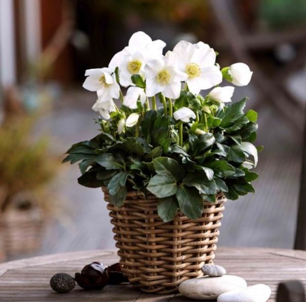 Helleborus niger (Морозник белый Рождественская роза)