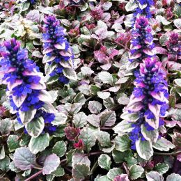 Живучка (Аюга) ползучая Бургунди Глоу (Ajuga reptans Burgundy Glow)